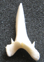 Žralok písečný - Carcharias taurus 1)